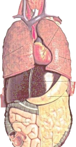 Green Screen & biology teaching